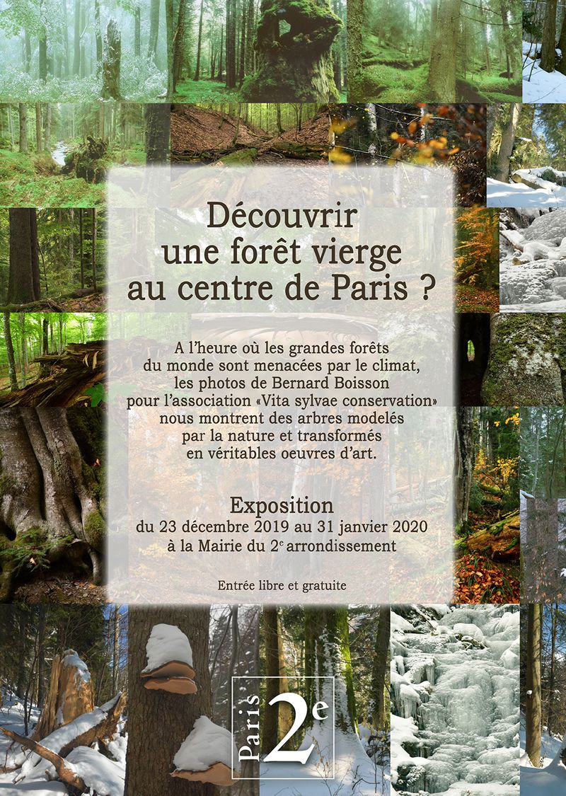 Exposition Carpathia Sylvae
